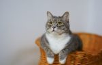Ways to Keep Your Cat Healthy