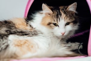 Feline 