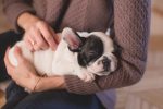 Advantages of Having a Dog As a Pet